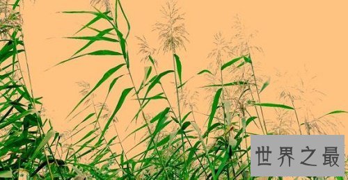 【图】诗经赏析一，蒹葭苍苍，白露为霜。所谓伊人，