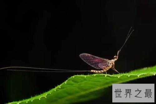 【图】诗经赏析一，蒹葭苍苍，白露为霜。所谓伊人，