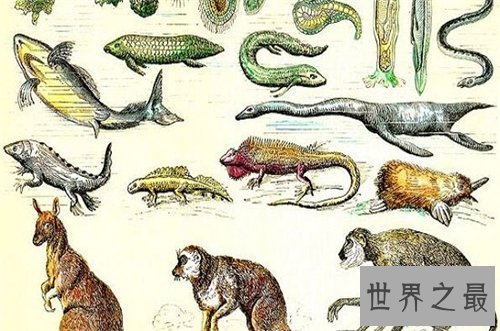 【图】物种来源具体内容简介 作者达尔文首部巨著