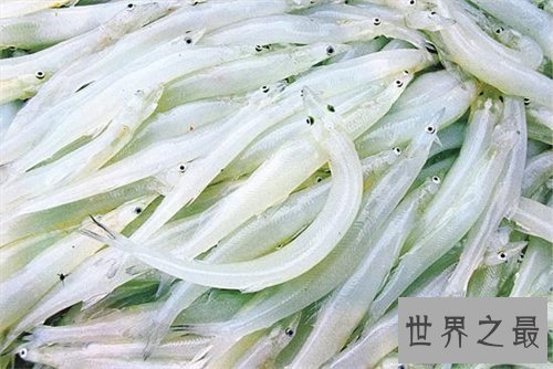 【图】银鱼的做法大全 不只增强免疫力还能补肾润肺