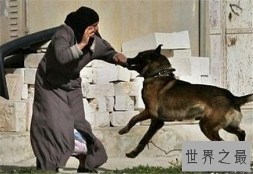【图】梦到狗代表什么意思 不同的人梦到狗有什么含义