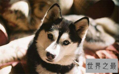 【图】梦到狗代表什么意思 不同的人梦到狗有什么含义