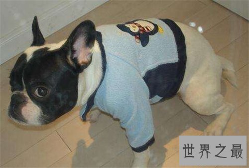 【图】梦到狗代表什么意思 不同的人梦到狗有什么含义