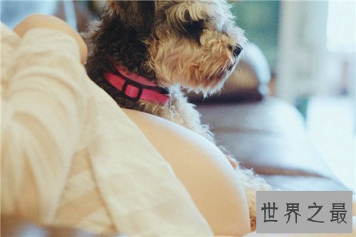 【图】梦到狗代表什么意思 不同的人梦到狗有什么含义