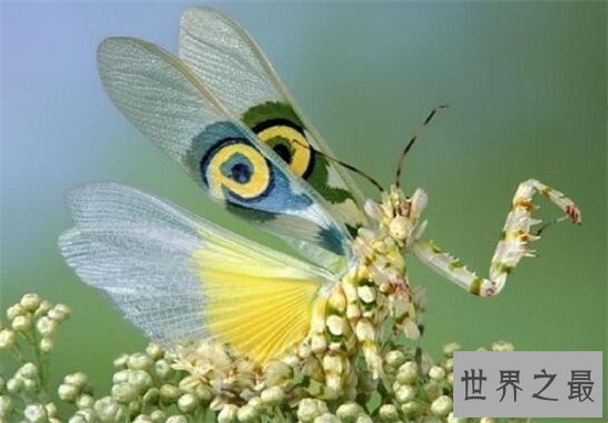 【图】魔花螳螂世界上最罕见的螳螂，雌性表面鲜艳善
