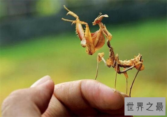 【图】魔花螳螂世界上最罕见的螳螂，雌性表面鲜艳善