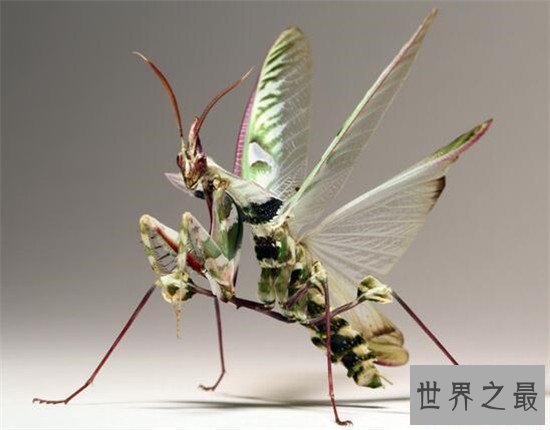 【图】魔花螳螂世界上最罕见的螳螂，雌性表面鲜艳善