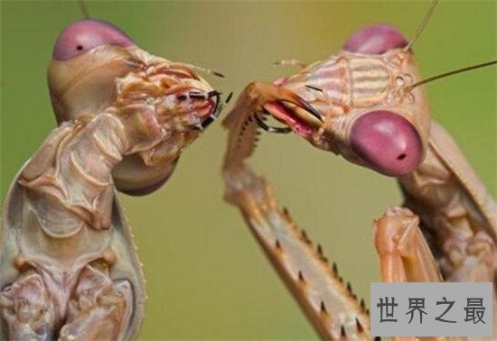 【图】魔花螳螂世界上最罕见的螳螂，雌性表面鲜艳善