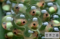 【图】不合理蛙具有返老还童的天性 从身长25厘米长到