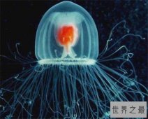 【图】被外界认为永生的灯塔水母，自然状态下也会死