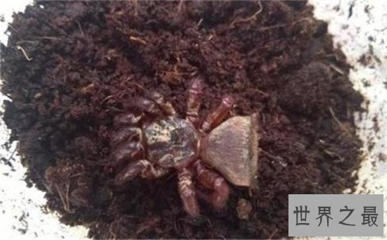 【图】金钱活门蛛，中国记录最早的蜘蛛之一仅有6只