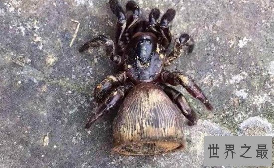 【图】金钱活门蛛，中国记录最早的蜘蛛之一仅有6只