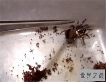 【图】金钱活门蛛，中国记载最早的蜘蛛之一仅有6只