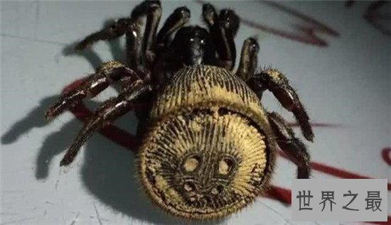 【图】金钱活门蛛，中国记录最早的蜘蛛之一仅有6只