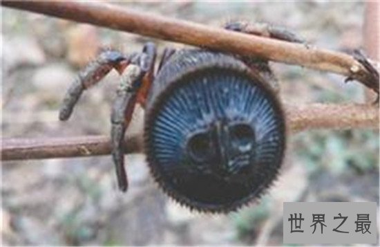 【图】金钱活门蛛，中国记录最早的蜘蛛之一仅有6只