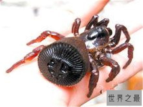 【图】金钱活门蛛，中国记录最早的蜘蛛之一仅有6只