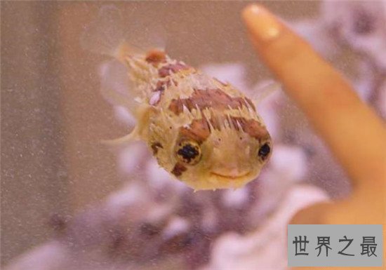 【图】俗话说拼死吃河豚 明知河豚有毒为什么还那么多