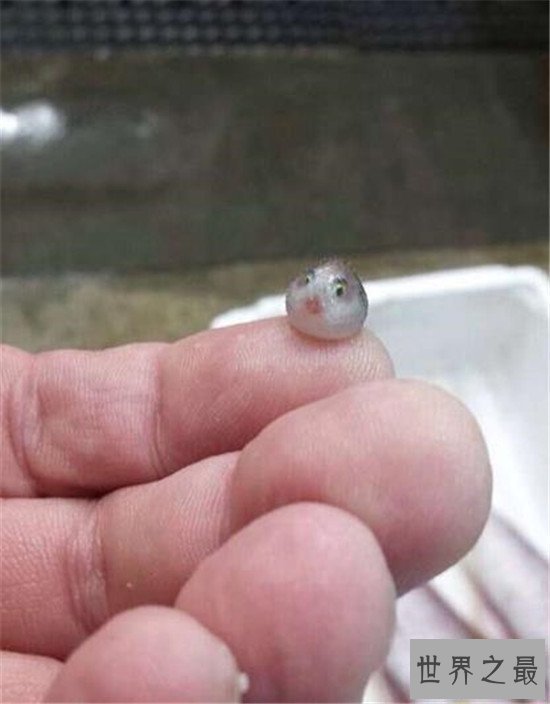 【图】俗话说拼死吃河豚 明知河豚有毒为什么还那么多