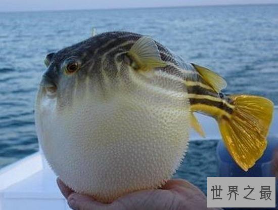 【图】俗话说拼死吃河豚 明知河豚有毒为什么还那么多