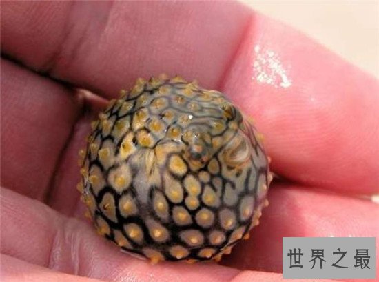 【图】俗话说拼死吃河豚 明知河豚有毒为什么还那么多