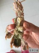 【图】皮皮虾煮后变成绿虾蛄 这种东西究竟还能不能吃