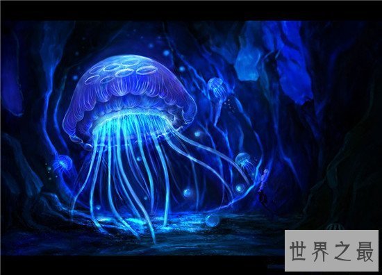 【图】灯塔水母实践上很不幸 虽能永生但并不是不会死