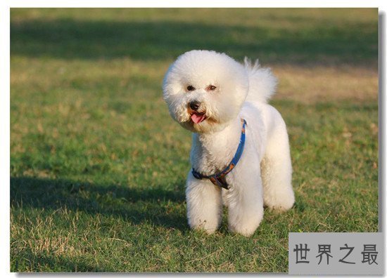 【图】地球上10大最可恶的狗 博美第二金毛第四第一意