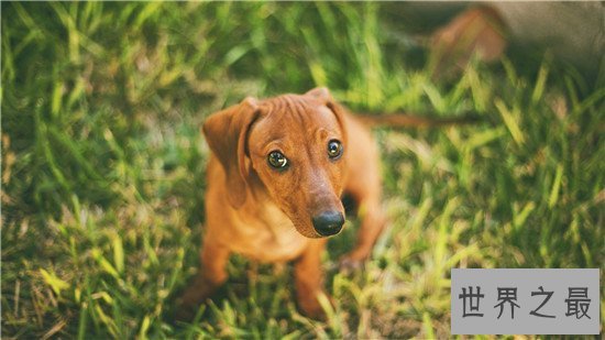 【图】地球上10大最可恶的狗 博美第二金毛第四第一意