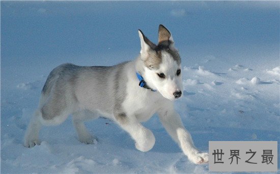 【图】地球上10大最可恶的狗 博美第二金毛第四第一意