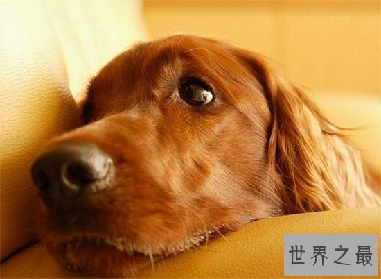 【图】地球上10大最可恶的狗 博美第二金毛第四第一意