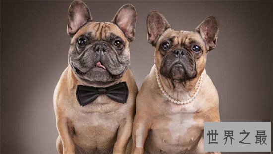 【图】地球上10大最可恶的狗 博美第二金毛第四第一意