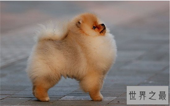 【图】地球上10大最可恶的狗 博美第二金毛第四第一意