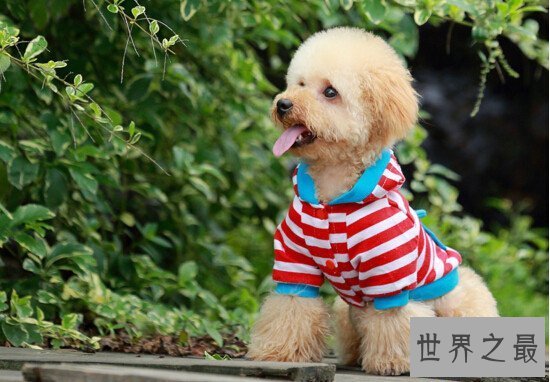 【图】地球上10大最可恶的狗 博美第二金毛第四第一意