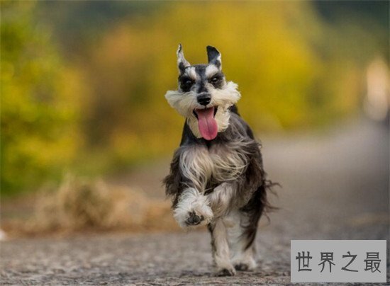 【图】地球上10大最可恶的狗 博美第二金毛第四第一意