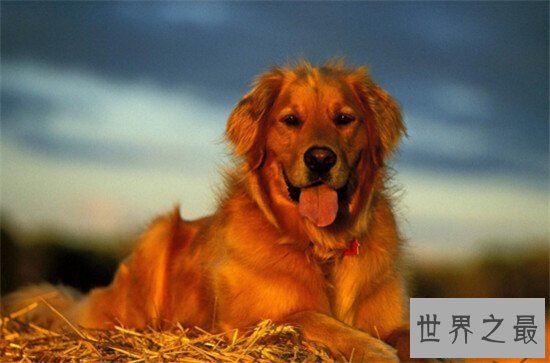 【图】地球上10大最可恶的狗 博美第二金毛第四第一意