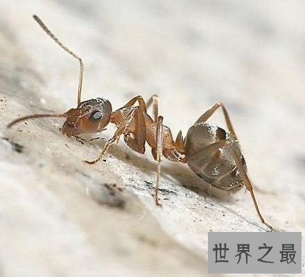 【图】太吓人了 爆炸蚂蚁竟会为了伙伴抉择自爆和敌人