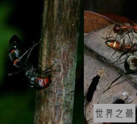 【图】太吓人了 爆炸蚂蚁竟会为了伙伴抉择自爆和敌人