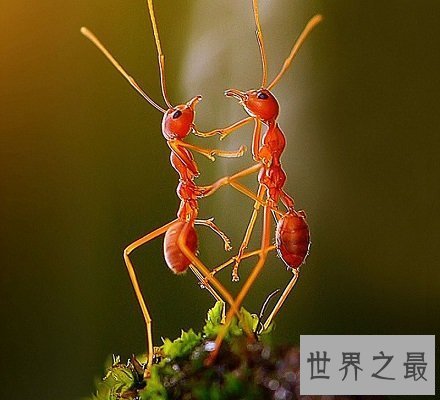 【图】太吓人了 爆炸蚂蚁竟会为了伙伴抉择自爆和敌人