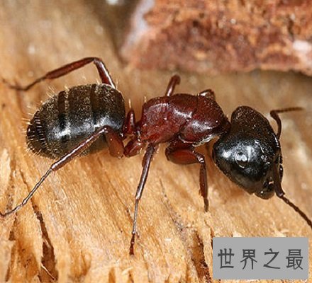 【图】太吓人了 爆炸蚂蚁竟会为了伙伴抉择自爆和敌人