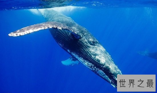 【图】最美鲸鱼图片，鲸鱼宝宝们为啥那么爱蹦跶