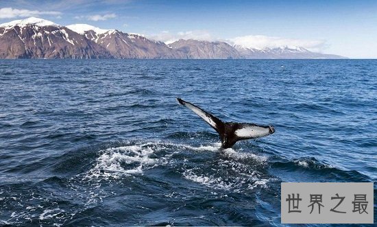 【图】最美鲸鱼图片，鲸鱼宝宝们为啥那么爱蹦跶