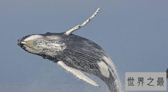 【图】最美鲸鱼图片，鲸鱼宝宝们为啥那么爱蹦跶