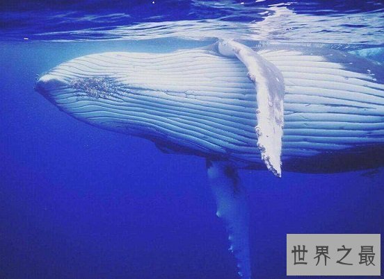 【图】最美鲸鱼图片，鲸鱼宝宝们为啥那么爱蹦跶