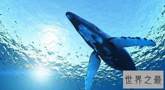 【图】最美鲸鱼图片，鲸鱼宝宝们为啥那么爱蹦跶