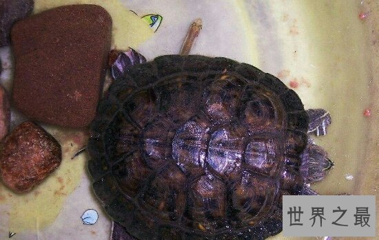 【图】巴西龟能长多大？揭秘巴西龟的成长秘密