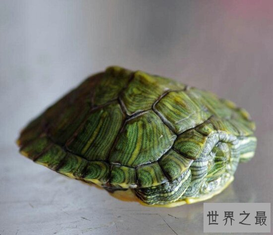 【图】巴西龟能长多大？揭秘巴西龟的成长秘密