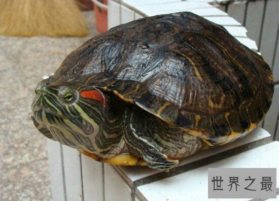 【图】巴西龟能长多大？揭秘巴西龟的成长秘密