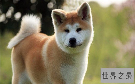 【图】柴犬和秋田犬的区别 八种方法教你鉴别柴犬和秋