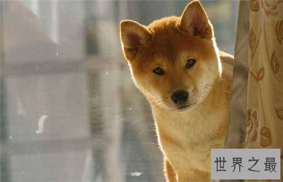 【图】柴犬和秋田犬的区别 八种方法教你鉴别柴犬和秋