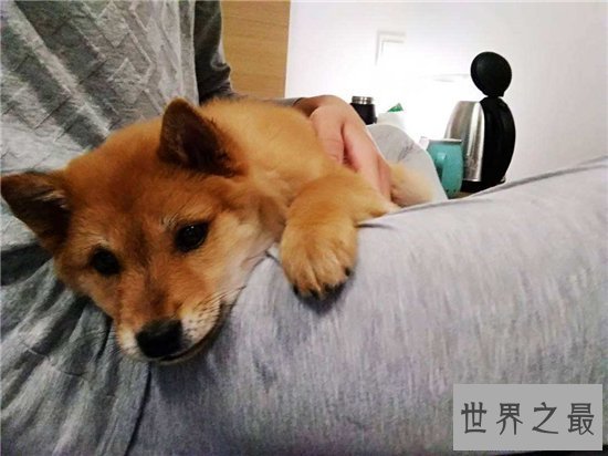 【图】柴犬和秋田犬的区别 八种方法教你鉴别柴犬和秋